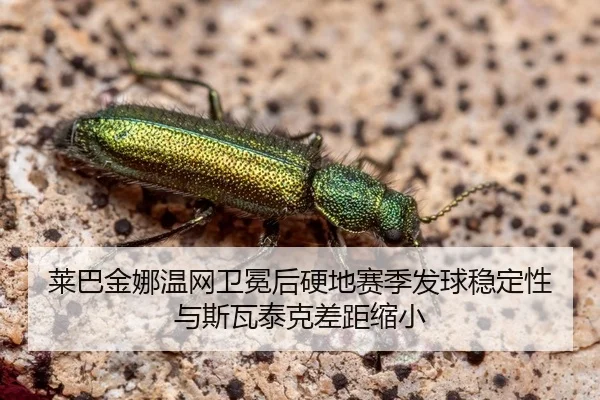 莱巴金娜温网卫冕后硬地赛季发球稳定性与斯瓦泰克差距缩小